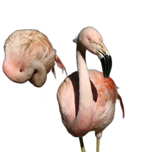 animal, creature, hair, mask transparent PNG cut-out
