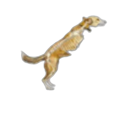animal, dragon, creature, staff transparent PNG cut-out