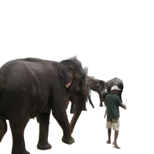 animal, 3d render, concept art, rain transparent PNG cut-out