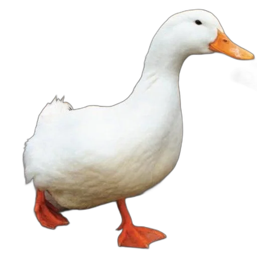 animal, creature, weapon, food transparent PNG cut-out