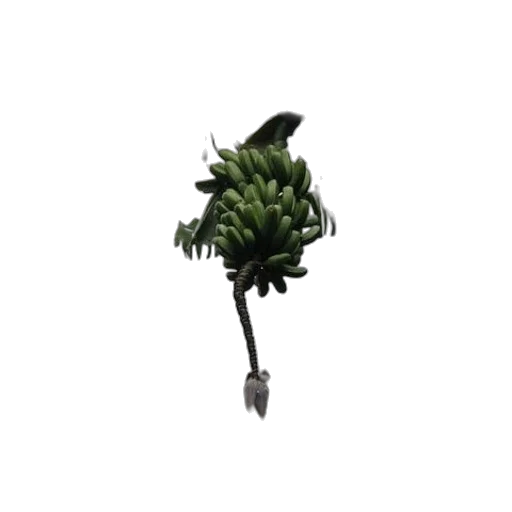 tree, staff, crown, hat transparent PNG cut-out