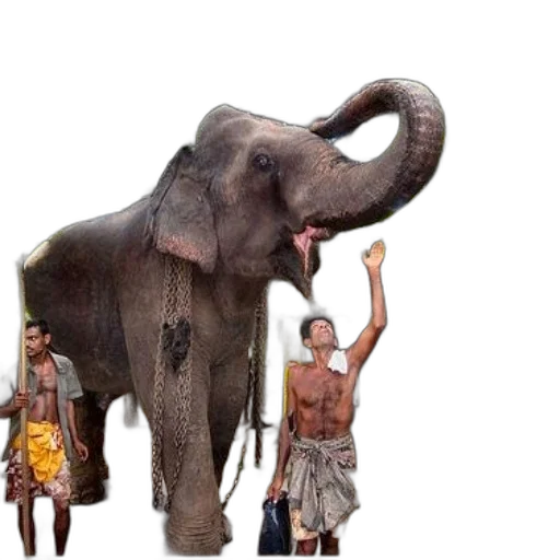 animal, creature, staff, concept art transparent PNG cut-out