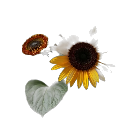 flower, crown, jewelry, food transparent PNG cut-out