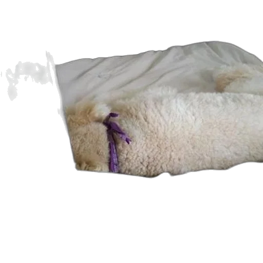 animal, creature, furniture, weapon transparent PNG cut-out