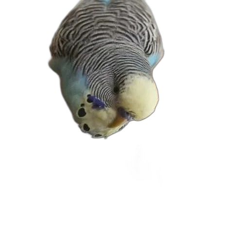 animal, creature, jewelry, hat transparent PNG cut-out