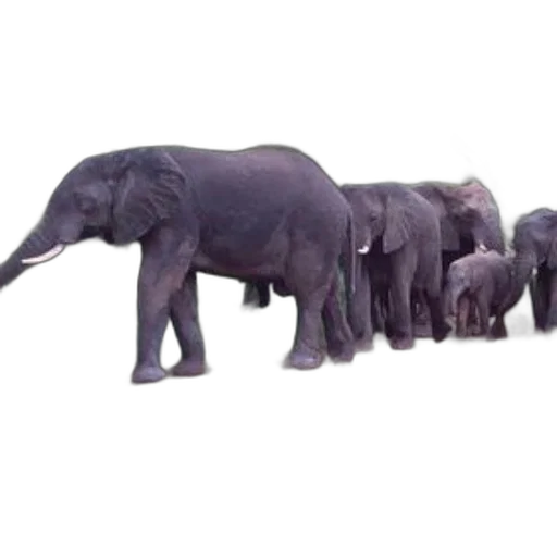 animal, staff, creature, 3d render transparent PNG cut-out