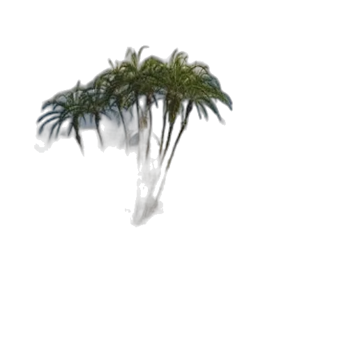tree, hair, hat, crown transparent PNG cut-out