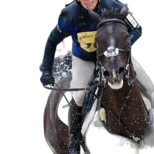 animal, photorealistic, snow, rider transparent PNG cut-out