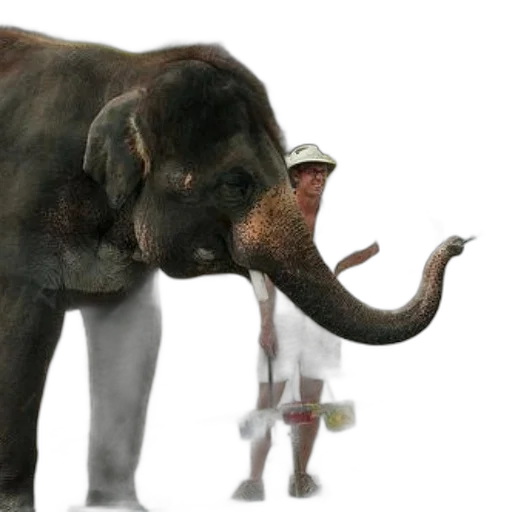 animal, creature, staff, concept art transparent PNG cut-out