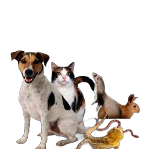 animal, dragon, creature, staff transparent PNG cut-out