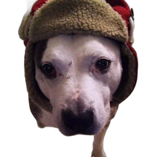 hat, animal, creature, face transparent PNG cut-out