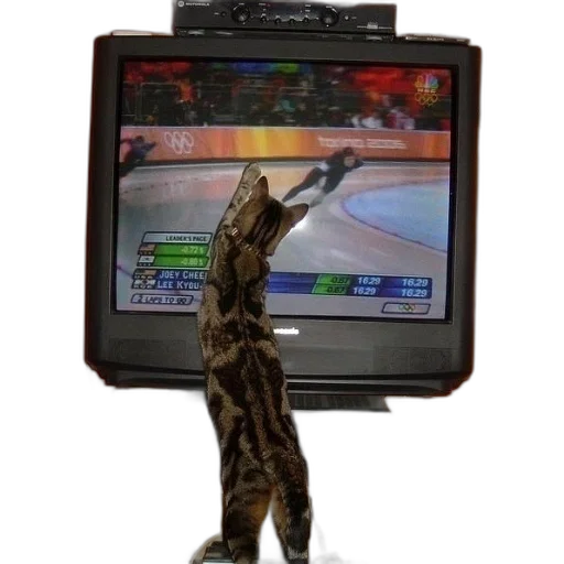 staff, cat, reaching, watch transparent PNG cut-out
