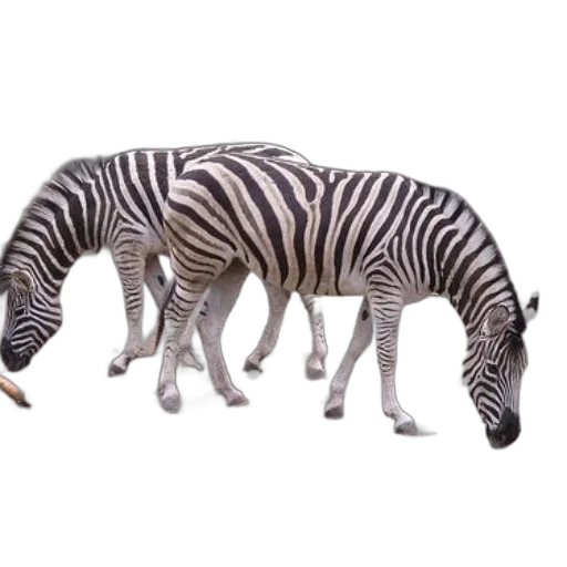 animal, creature, furniture, jewelry transparent PNG cut-out