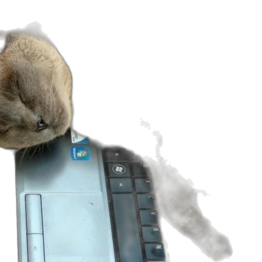 animal, staff, creature, cat transparent PNG cut-out