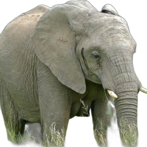animal, creature, staff, weapon transparent PNG cut-out