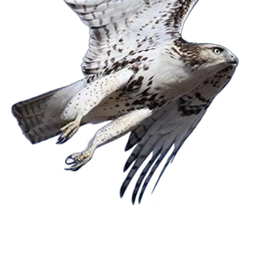 animal, staff, creature, weapon transparent PNG cut-out