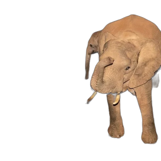 animal, creature, hat, staff transparent PNG cut-out
