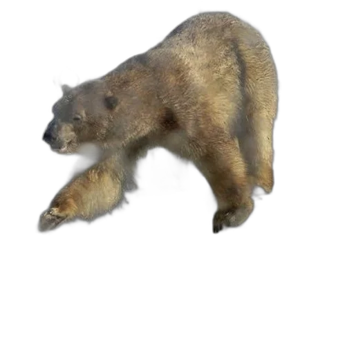 animal, creature, food, weapon transparent PNG cut-out