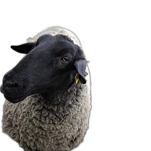 animal, hat, face, mask transparent PNG cut-out