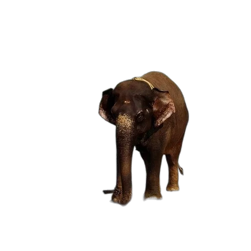 animal, creature, staff, weapon transparent PNG cut-out