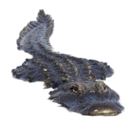 dragon, animal, creature, hat transparent PNG cut-out