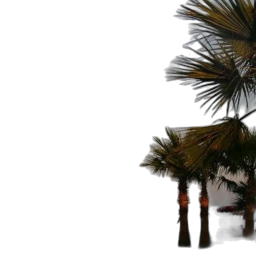 umbrella, tree, weapon, hair transparent PNG cut-out