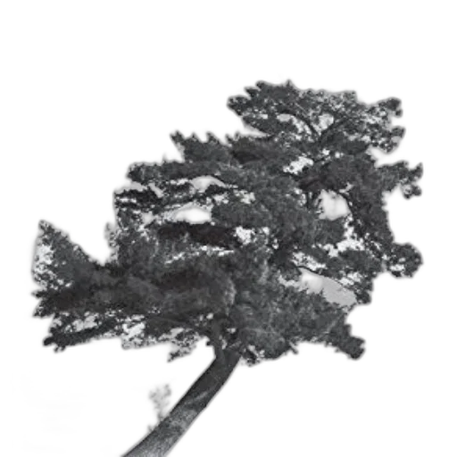 tree, crown, staff, hair transparent PNG cut-out