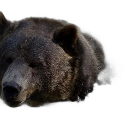animal, creature, face, staff transparent PNG cut-out