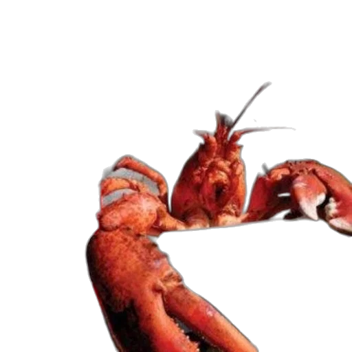 food, animal, creature, hair transparent PNG cut-out
