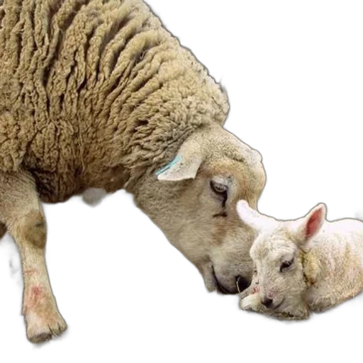 animal, mother, sheep, nuzzles transparent PNG cut-out