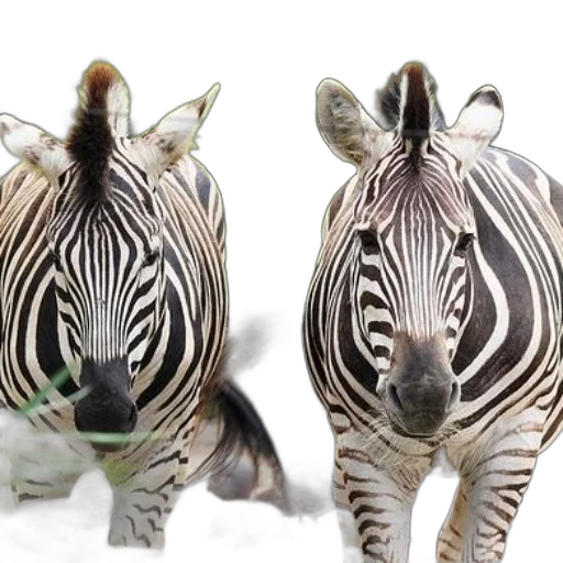 animal, photorealistic, 3d render, two transparent PNG cut-out