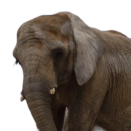 animal, photorealistic, majestic, elephant transparent PNG cut-out