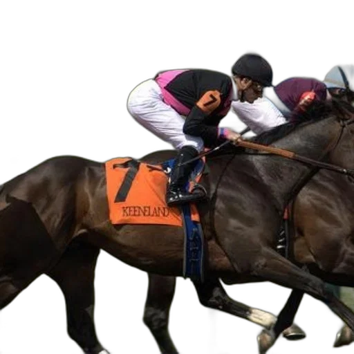 animal, two, jockeys, horses transparent PNG cut-out