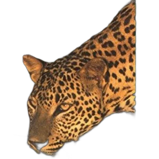 animal, staff, face, mask transparent PNG cut-out