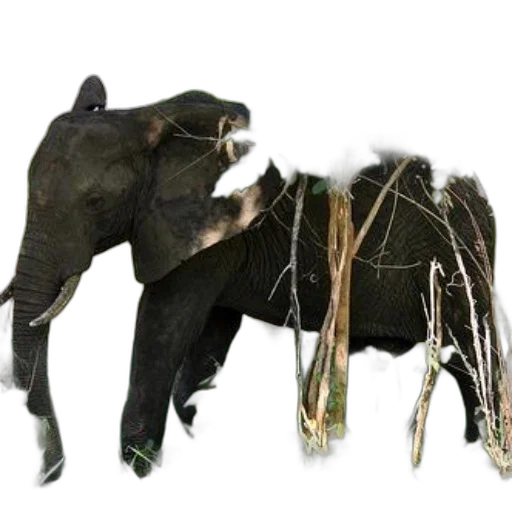 animal, creature, staff, weapon transparent PNG cut-out