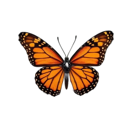 animal, creature, crown, jewelry transparent PNG cut-out