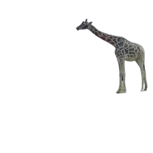 animal, creature, dragon, furniture transparent PNG cut-out