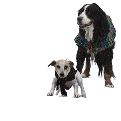 animal, two, dogs, one transparent PNG cut-out