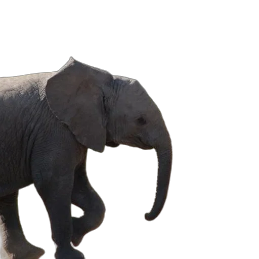 animal, creature, staff, weapon transparent PNG cut-out