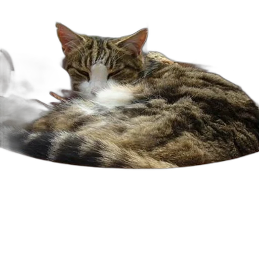 animal, creature, dragon, hat transparent PNG cut-out