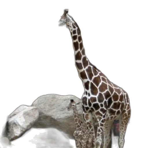 animal, creature, jewelry, staff transparent PNG cut-out