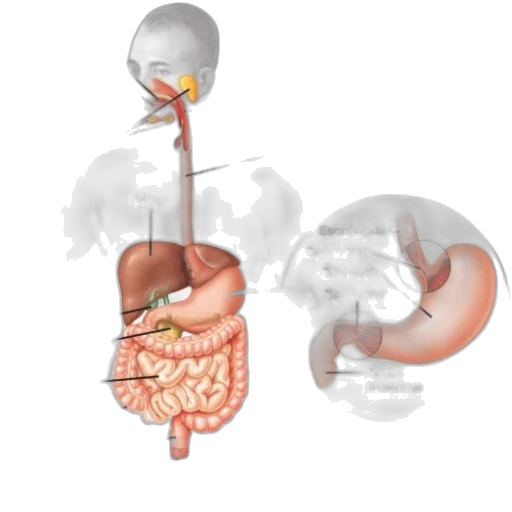 food, staff, concept art, anatomical transparent PNG cut-out