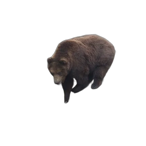 animal, creature, hat, staff transparent PNG cut-out