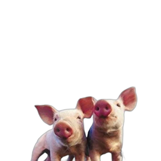animal, food, 3d render, photorealistic transparent PNG cut-out