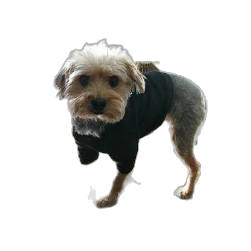 jacket, animal, creature, staff transparent PNG cut-out