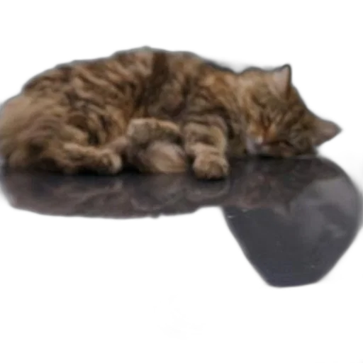 hat, staff, shoes, animal transparent PNG cut-out