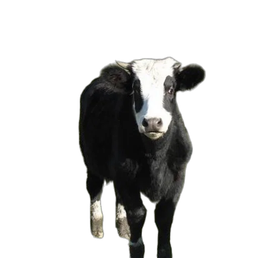 animal, creature, staff, face transparent PNG cut-out