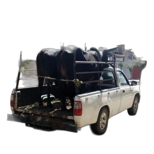 animal, car, weapon, furniture transparent PNG cut-out