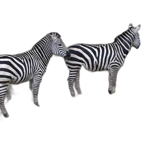 animal, furniture, jewelry, shoes transparent PNG cut-out