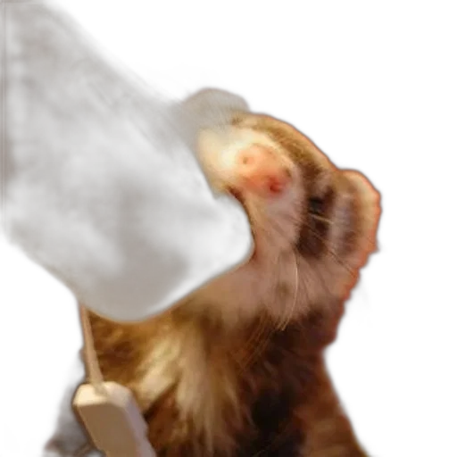 animal, staff, creature, food transparent PNG cut-out